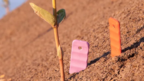 Soil and plant roots